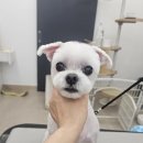 빠몽(PAWMONG) 네이버블로그