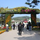 화순 춘양 고인돌 가을 꽃 축제 이미지