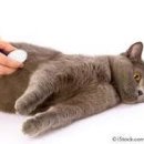 더 건강한 동물병원 이미지