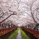제157회 경남 창원 진해군항제/벚꽃축제 이미지