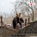 일본 북해도 여행, 노보리베츠 가볼만한 곳 : 곰목장과 아이누 빌리지 둘러보기