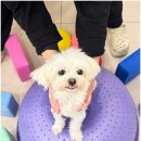 부산애견호텔 애견유치원 맘바이 서면본점 이미지