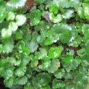 신선약수터 이미지