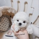 테디 켄넬 이미지