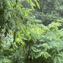 대복가든 | 양평 1박 2일 : 칸트의 마을 카페, 양평 더테라스 호텔, 아시안음식 맛집 몽키가든