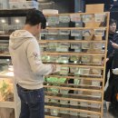 뉴런렙스쿨수원파충류샵 | 크레스티드 게코 도마뱀 키우기 (뉴런렙스쿨 수원파충류샵)