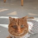 고방동물병원 이미지