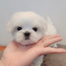 푸른들동물병원 이미지