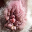 우리집동물병원 이미지