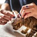 김냐옹 미용실 이미지