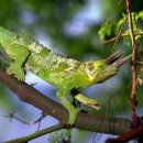 카멜레온 이미지