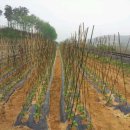 원두골농장 이미지