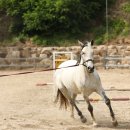 철원목장 이미지