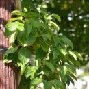 월롱초등학교 이미지