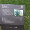 말채나무 이미지