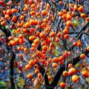 감나무골 이미지