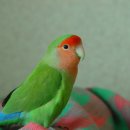 고요네 이미지