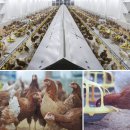 월정유기농장(정심원) 이미지