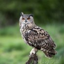 안경박사(그리스) 이미지