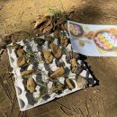 계룡산유아숲체험원 이미지