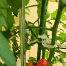 행복나무유치원 이미지