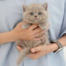 광주강아지분양 고양이분양 미유펫 본점 이미지