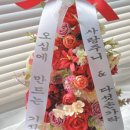 주니파파