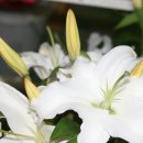 H9054 Daum카페