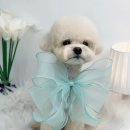 단비네펫살롱 이미지