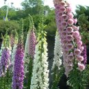 청원농장 이미지