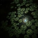 해를 담다 이미지