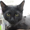 멍냥살롱 이미지