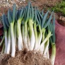 자유야채 이미지