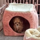 멍가네 | 아기 말티푸 분양기(서울 멍가네)