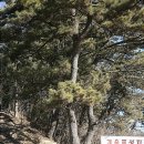 개운포성지 이미지