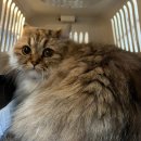 펫파민트 이미지