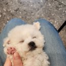 푸른들동물병원 | 건강하고 예쁜 비숑 입양후기♡ (건강보장 되는 동물병원강아지분양)