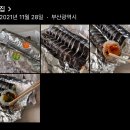 명문김밥 이미지