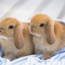 멍이와 양이 이미지