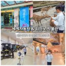 세계주 | 제주 세계자동차&피아노 박물관 후기, 기대 이상이었던 제주 아이와 가볼만한곳