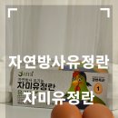 자미유정란 이미지
