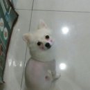 샐리동물병원 이미지