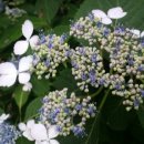 고래면옥 이미지