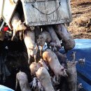 경인농장2 이미지