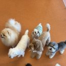 등교하개 이미지