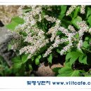 도서출판 마에스트로