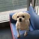 단짝 펫살롱 이미지