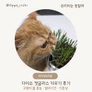 발아 | 다이소 캣그라스 키우기 후기 ｜캣글라스 효능 ·발아기간 · 실제 반응 후기
