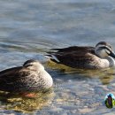 남강오리 이미지