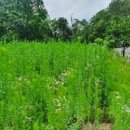 지내원당로 이미지